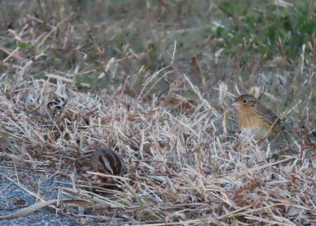 Grasshopper Sparrow - ML645598638