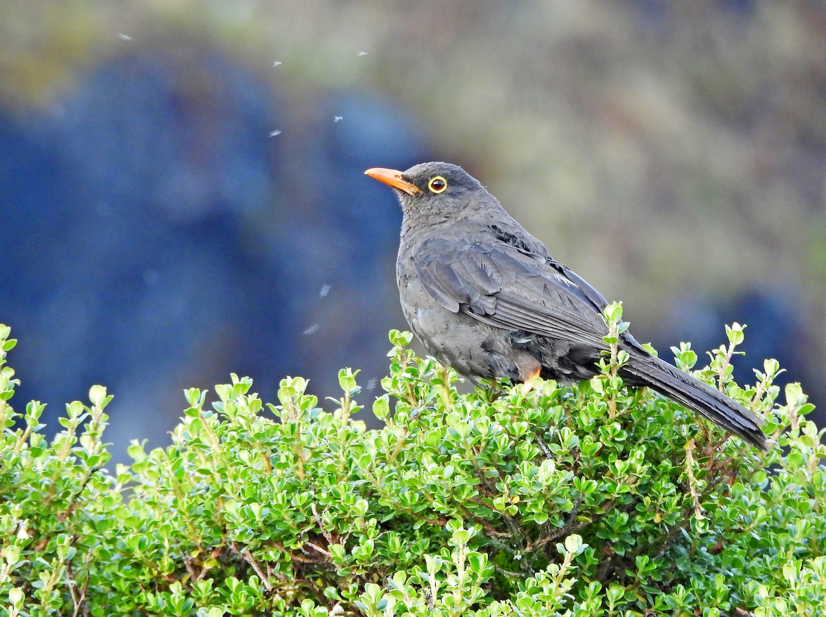 Great Thrush - ML645598652