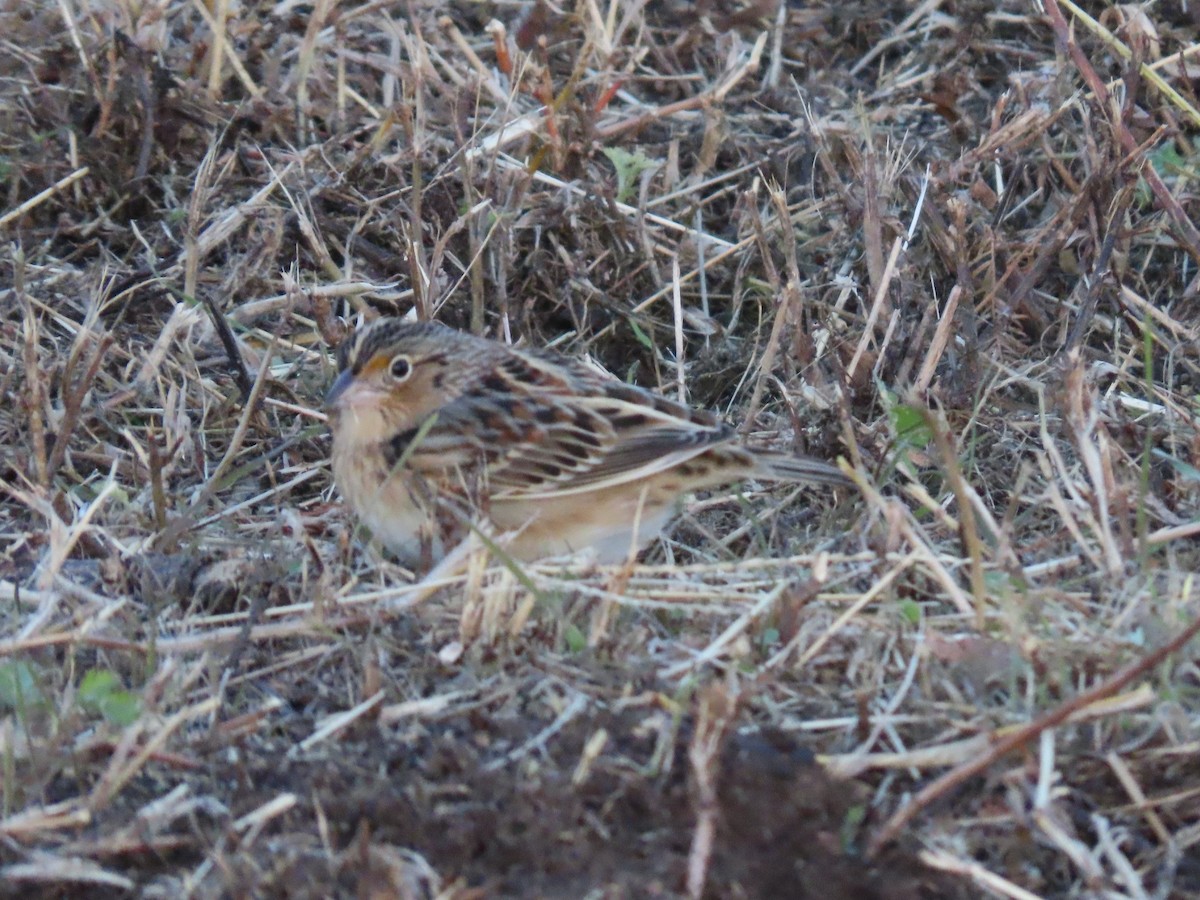 Grasshopper Sparrow - ML645598653