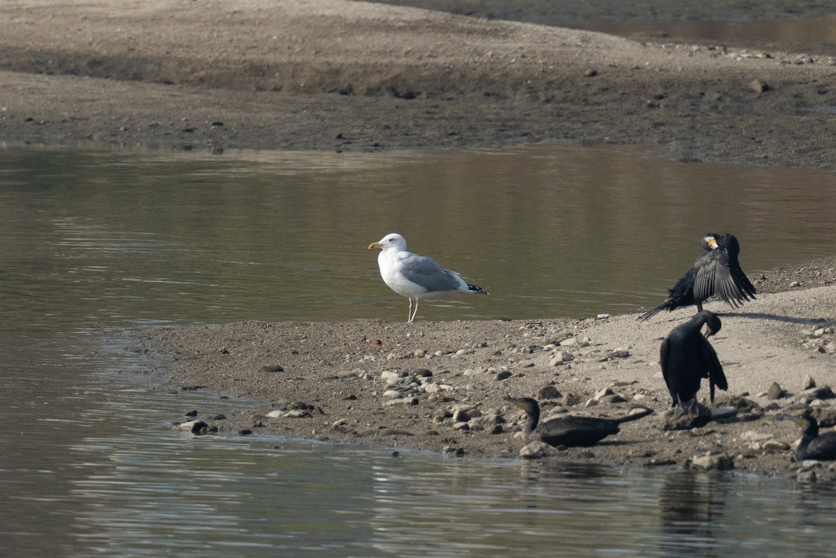 Mongolian Gull - ML645598655