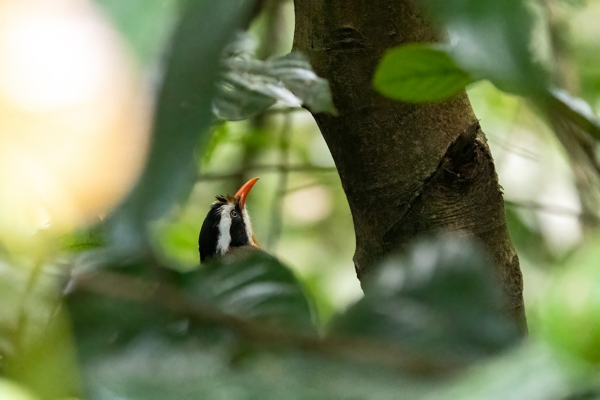 Black-crowned Scimitar-Babbler - ML645598659