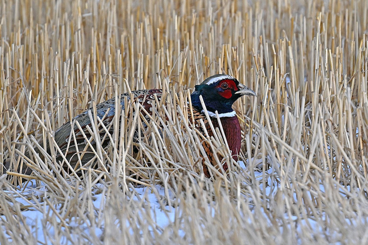 Ring-necked Pheasant - ML645598660