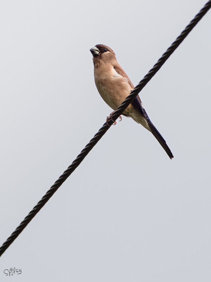 Brown Bullfinch - ML645598661