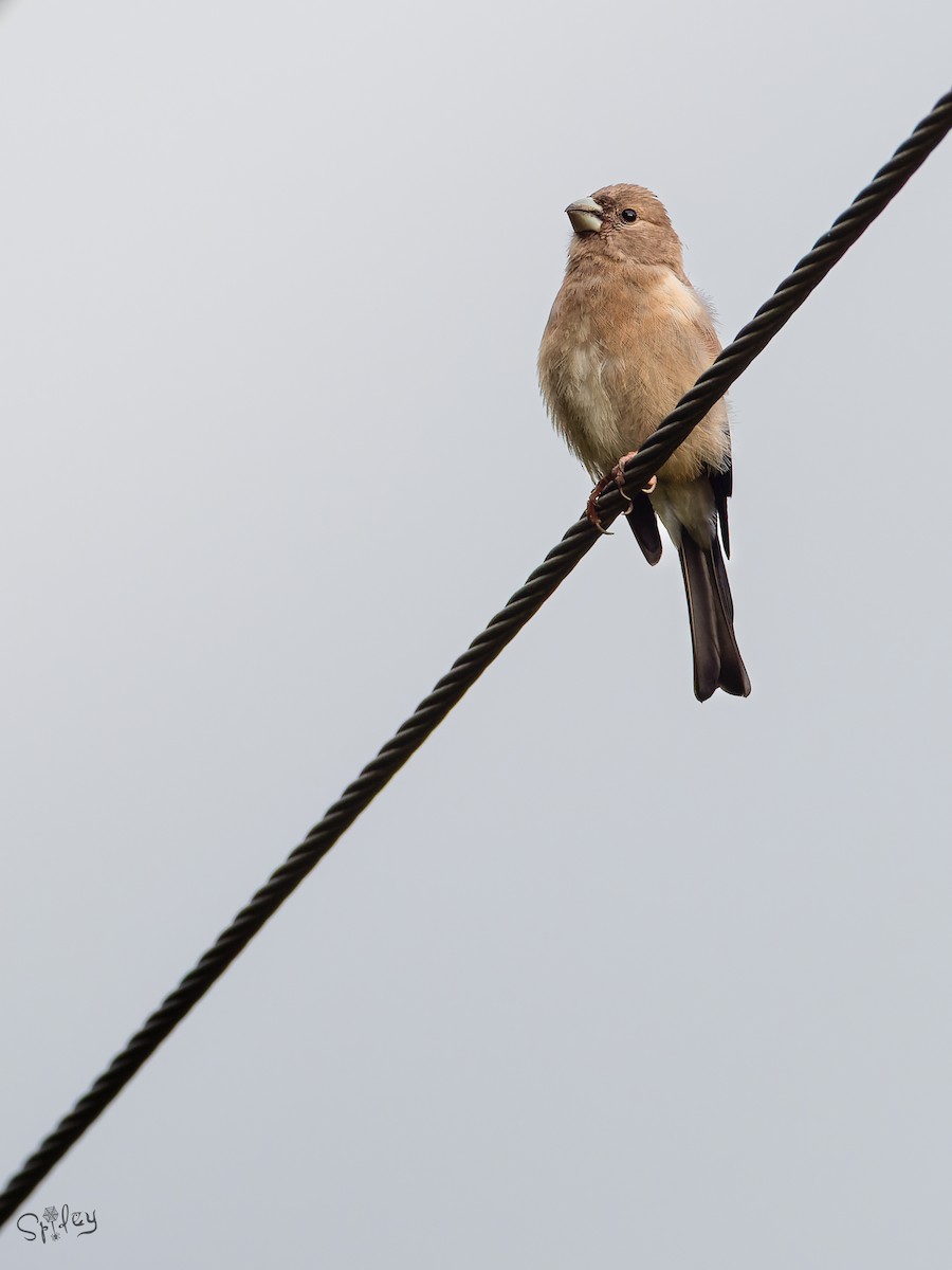 Brown Bullfinch - ML645598662