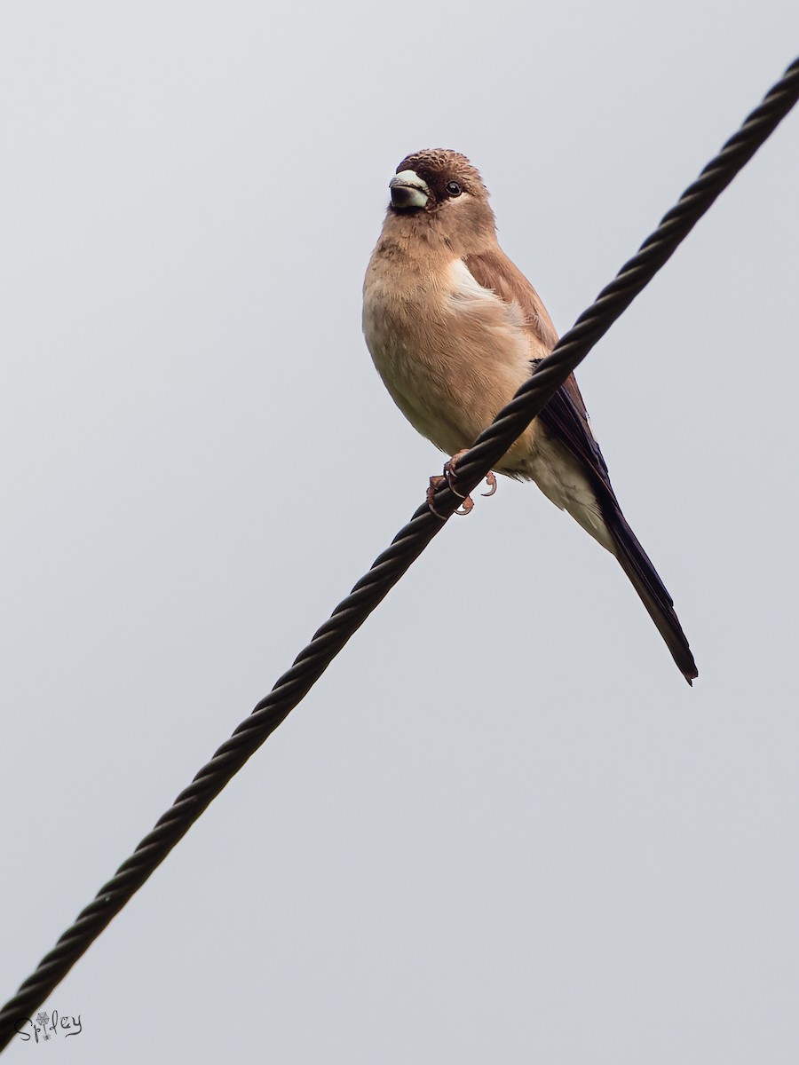 Brown Bullfinch - ML645598663