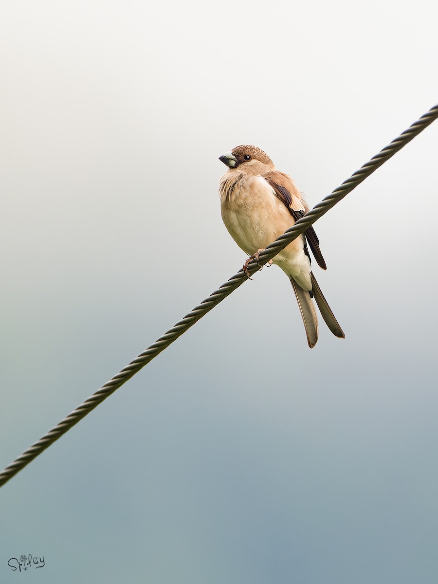 Brown Bullfinch - ML645598665
