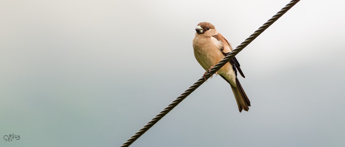 Brown Bullfinch - ML645598667