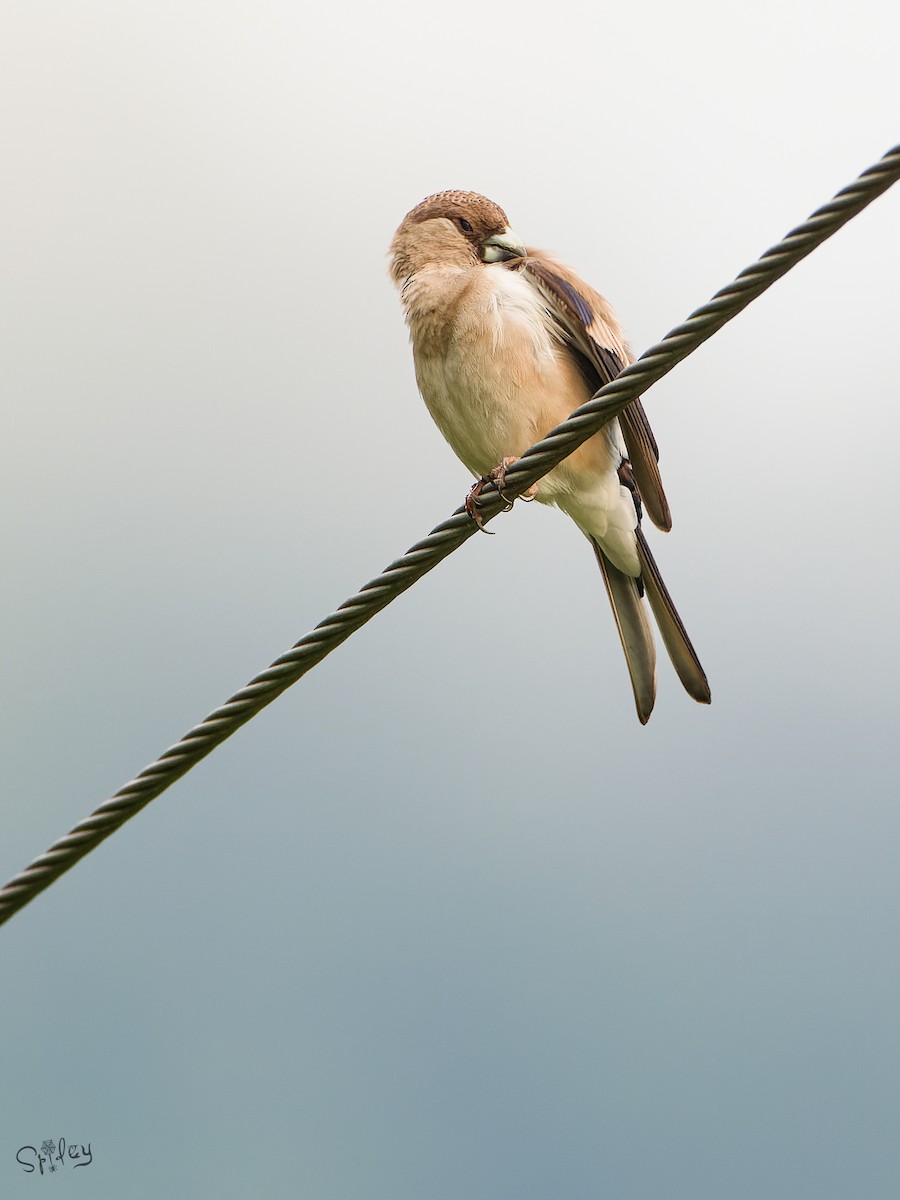 Brown Bullfinch - ML645598668