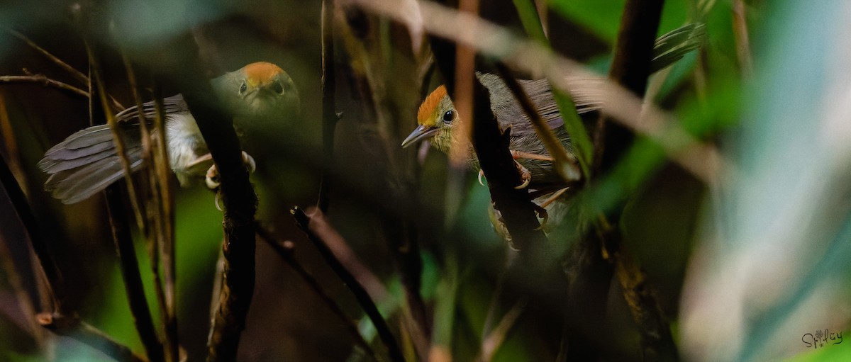 Rufous-capped Babbler - ML645598669