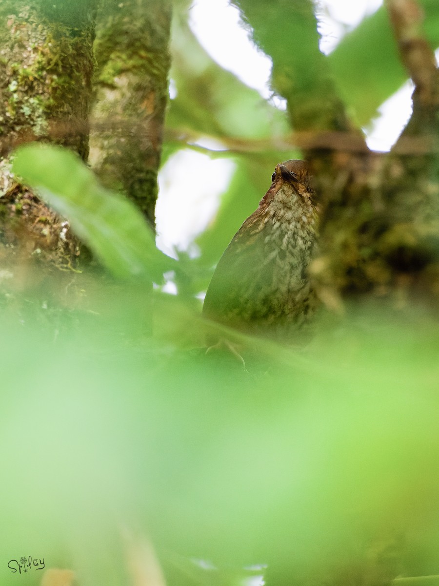 Pygmy Cupwing - ML645598670