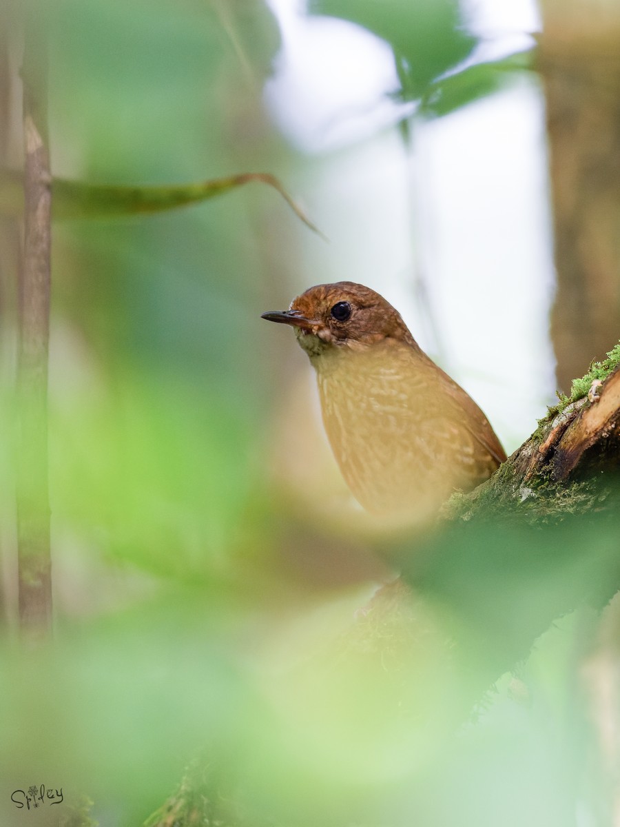 Pygmy Cupwing - ML645598671