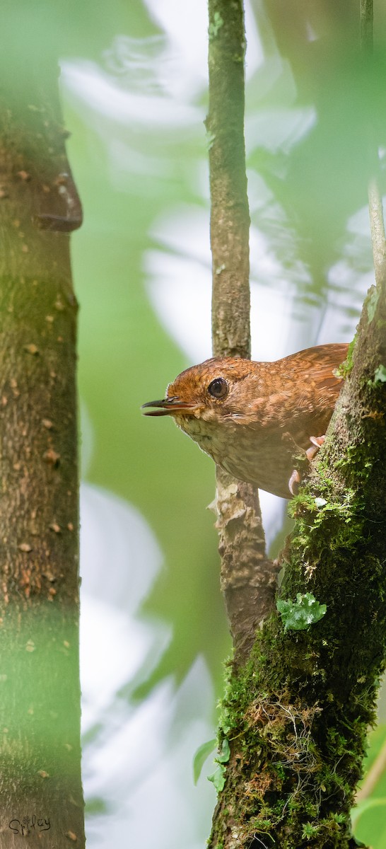 Pygmy Cupwing - ML645598672