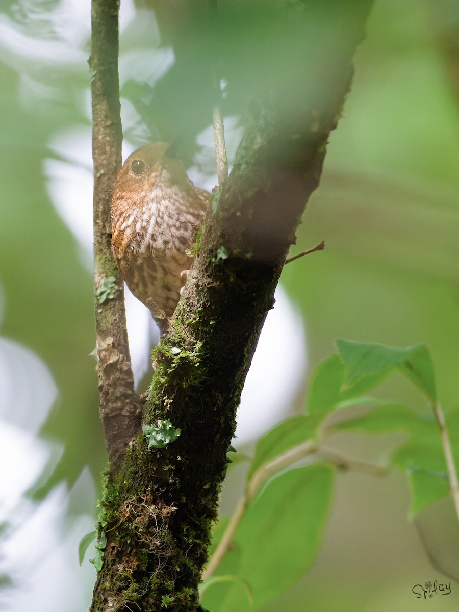 Pygmy Cupwing - ML645598673