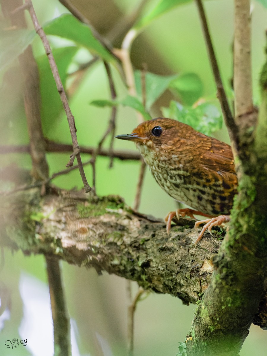 Pygmy Cupwing - ML645598674