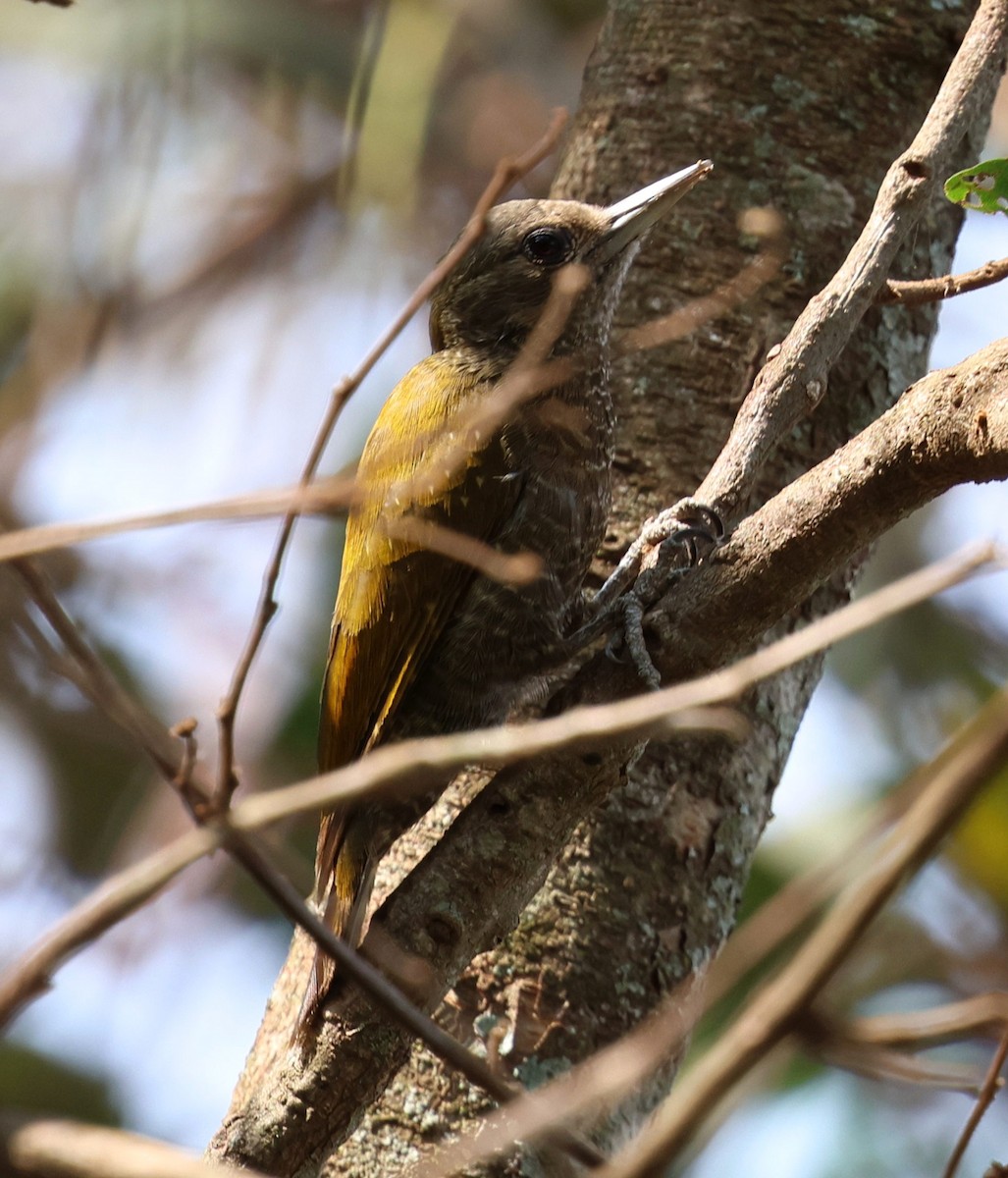 Little Woodpecker - ML645598675