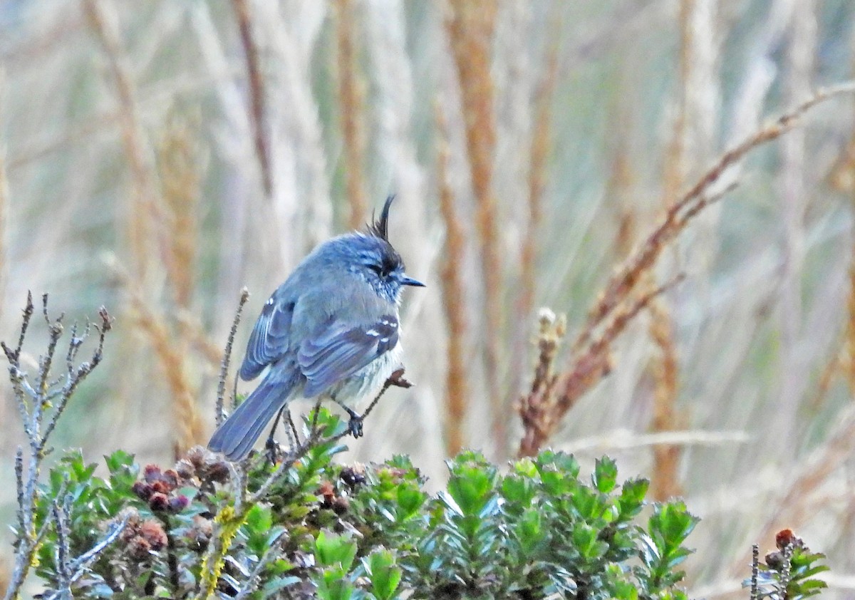 Tufted Tit-Tyrant - ML645598676