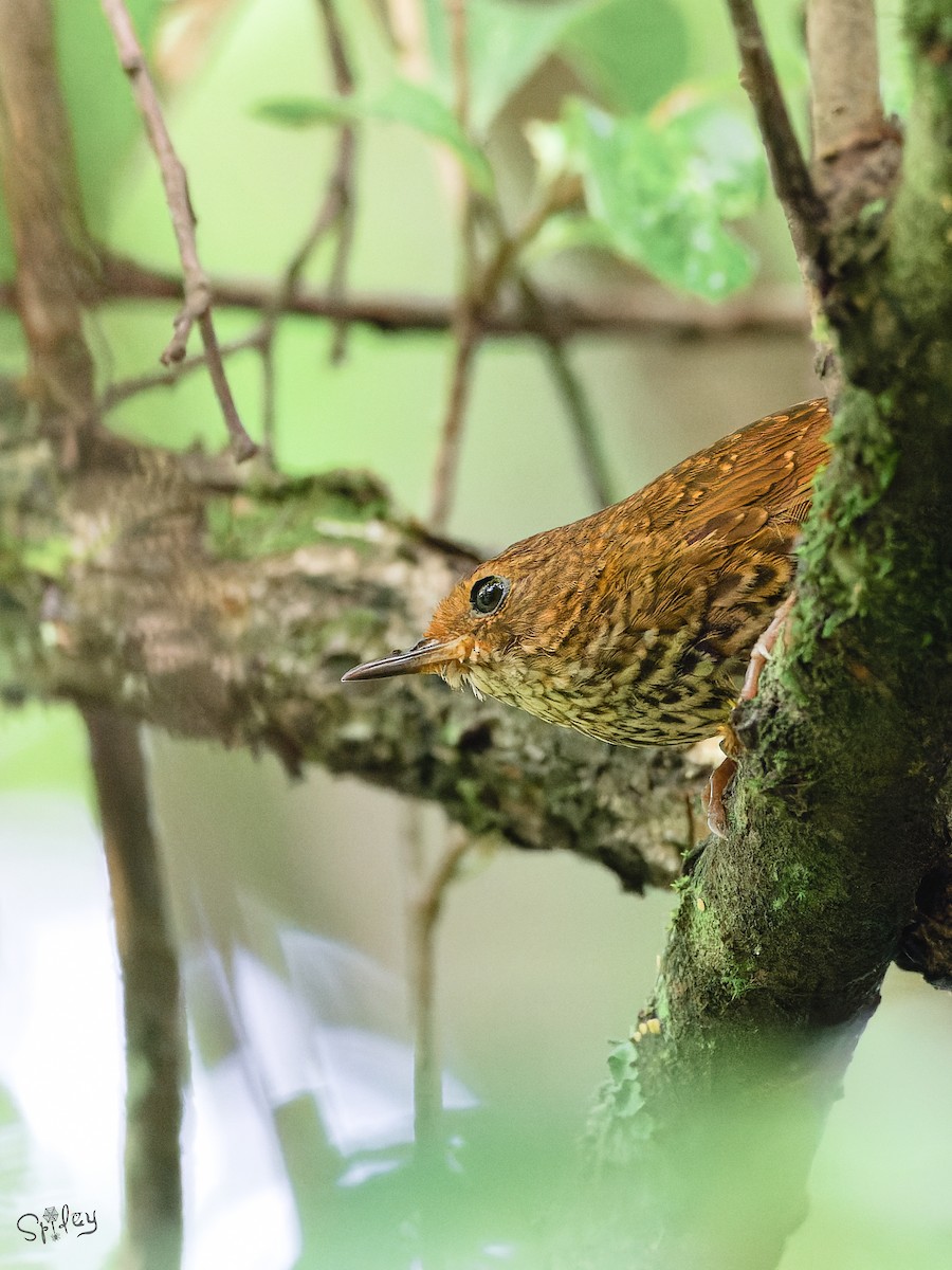 Pygmy Cupwing - ML645598678