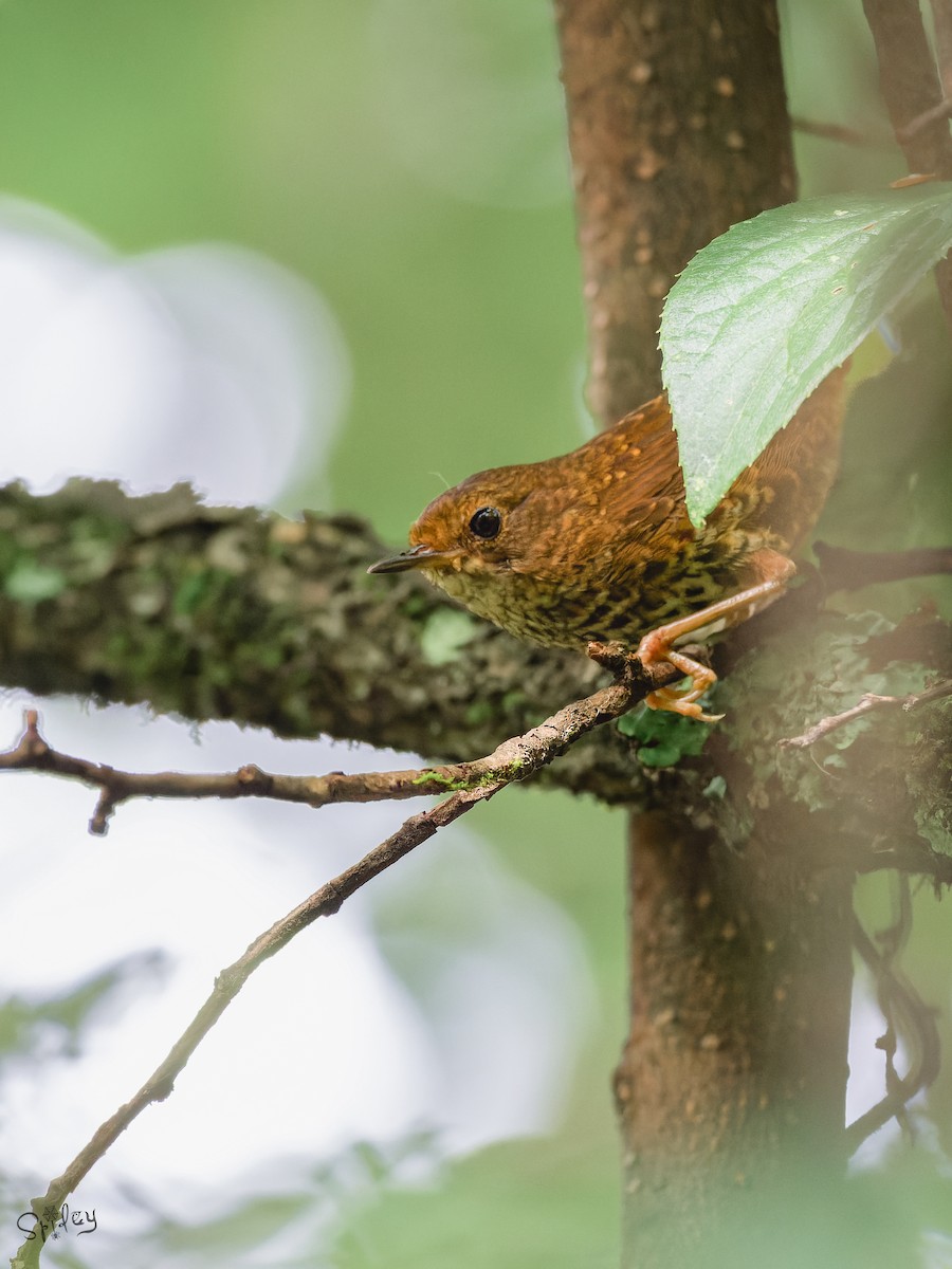 Pygmy Cupwing - ML645598680