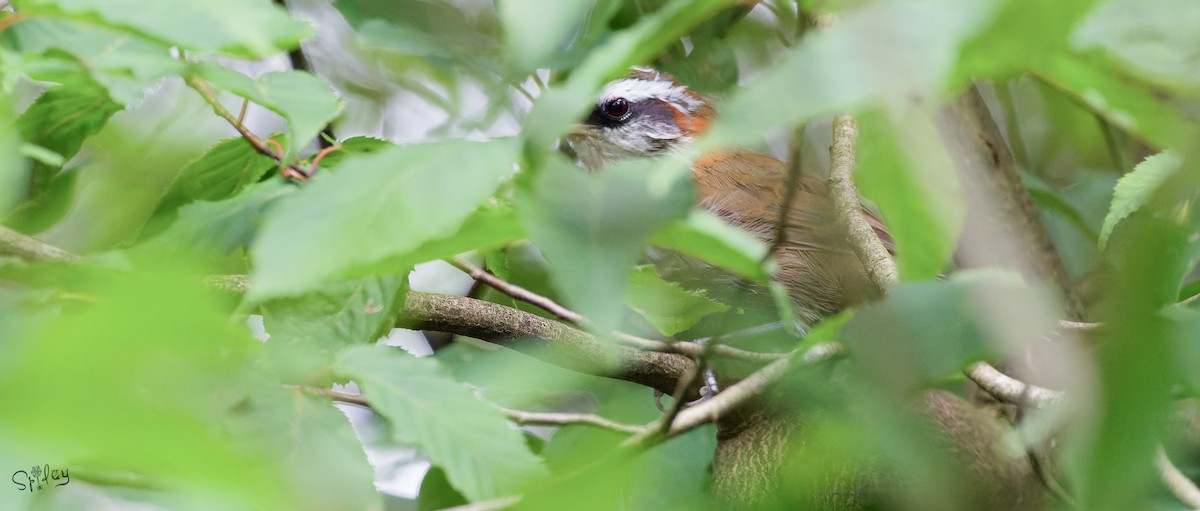 Streak-breasted Scimitar-Babbler - ML645598683