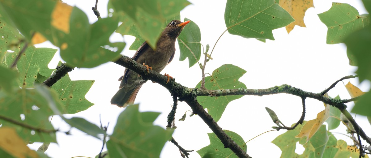 Gray-winged Blackbird - ML645598685