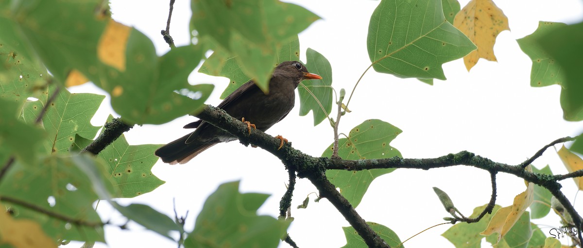 Gray-winged Blackbird - ML645598686