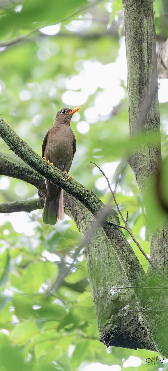 Gray-winged Blackbird - ML645598687