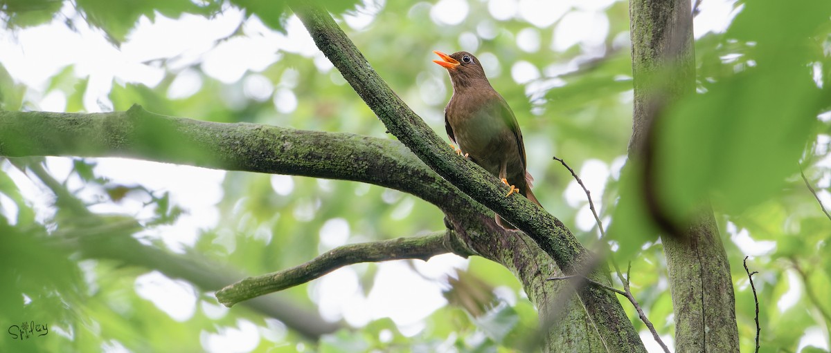 Gray-winged Blackbird - ML645598689