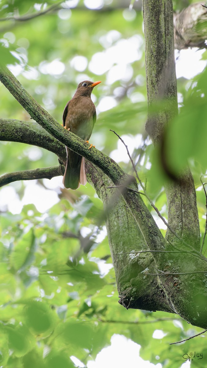 Gray-winged Blackbird - ML645598696