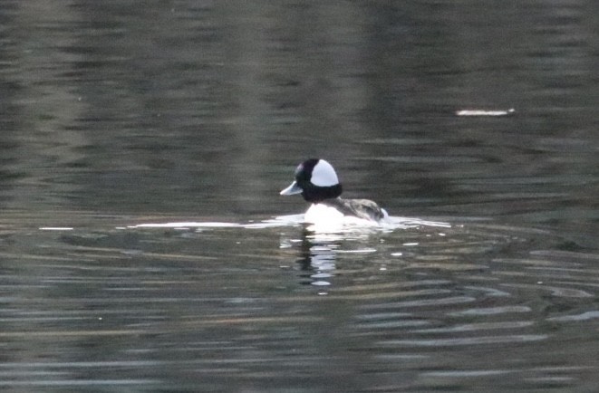 Bufflehead - ML645598699
