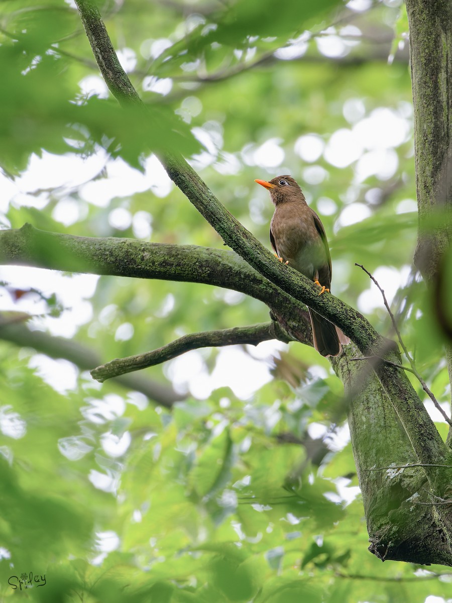 Gray-winged Blackbird - ML645598700