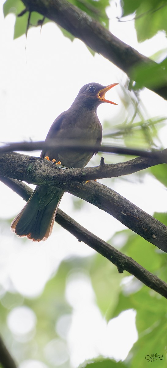 Gray-winged Blackbird - ML645598701