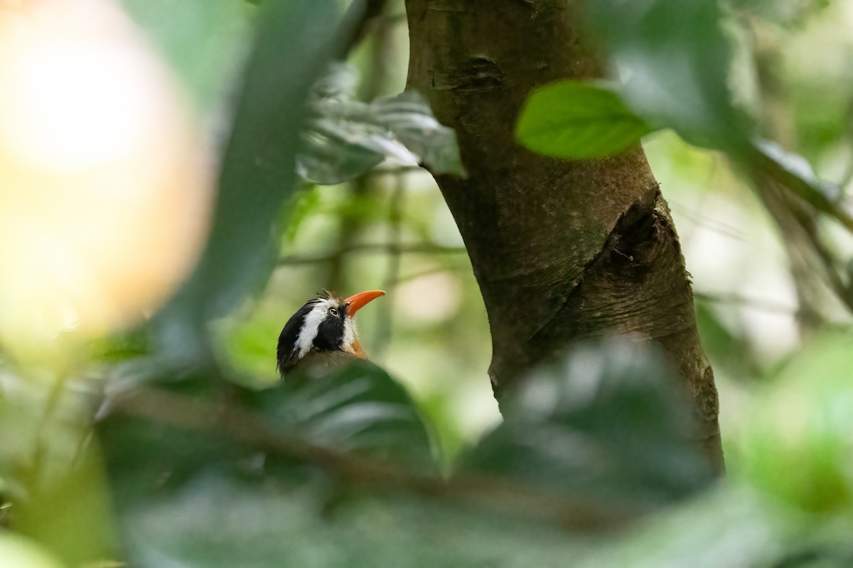 Black-crowned Scimitar-Babbler - ML645598702