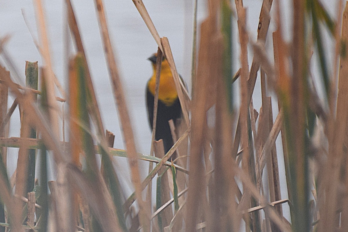 Yellow-headed Blackbird - ML645598703