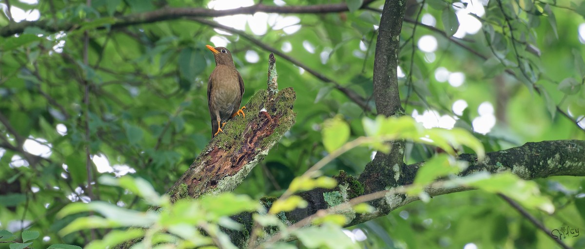 Gray-winged Blackbird - ML645598704