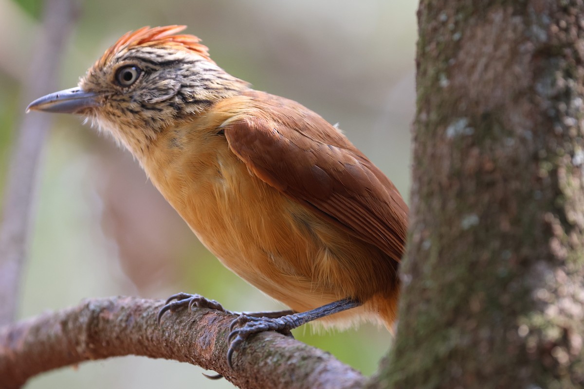 Barred Antshrike (Barred) - ML645598705