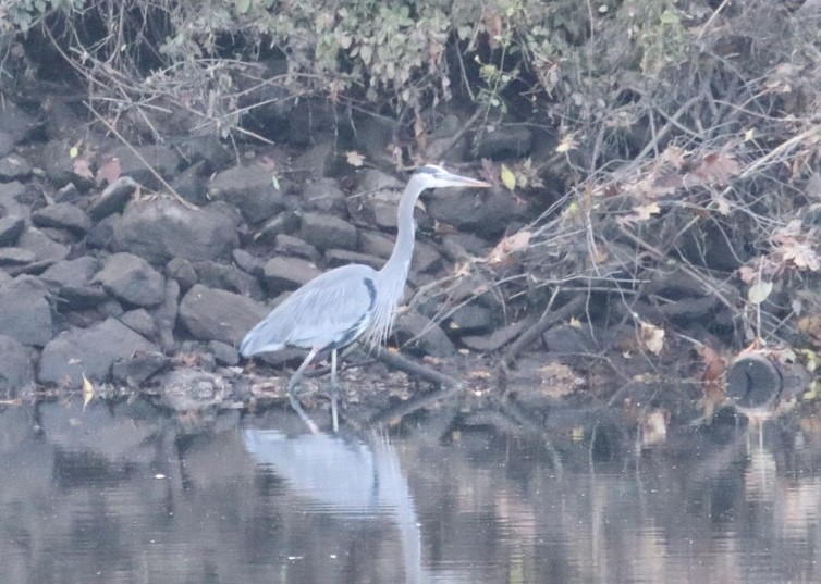 Great Blue Heron (Great Blue) - ML645598707