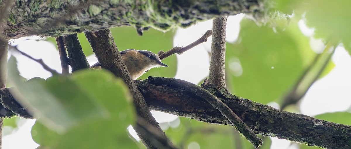 Garrapo eurasiarra - ML645598708