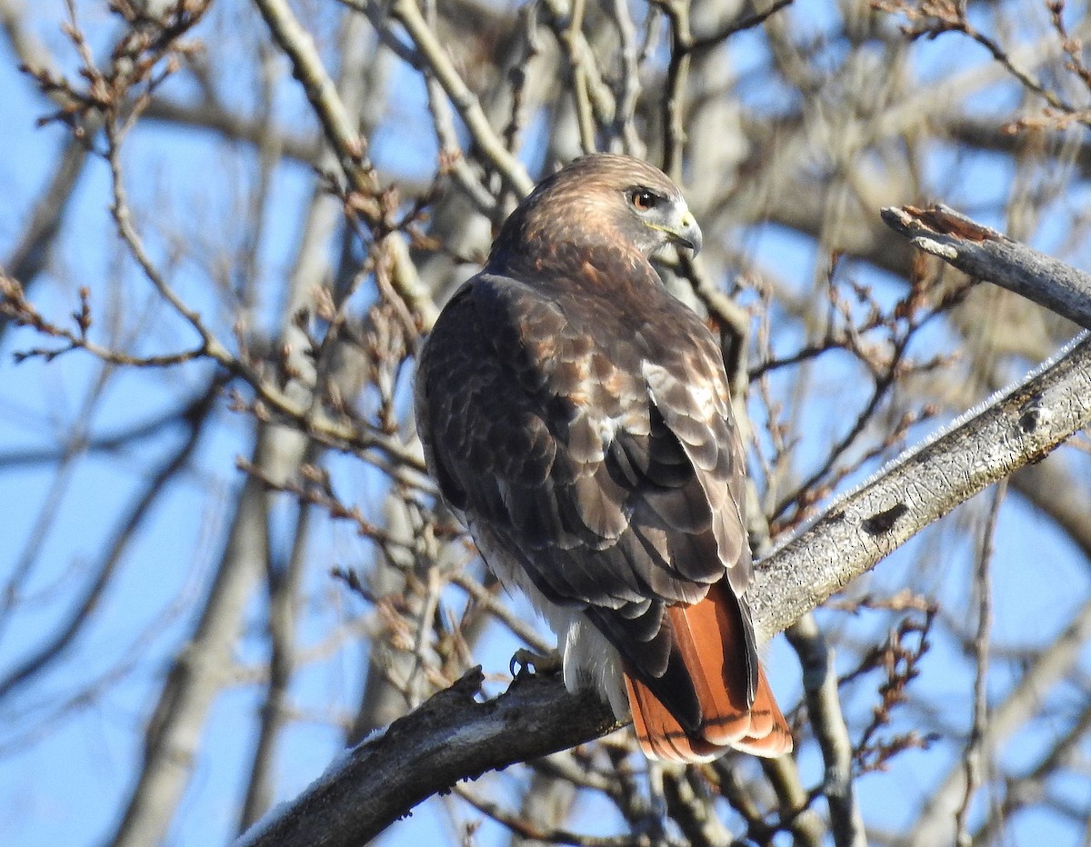Kızıl Kuyruklu Şahin - ML645598712