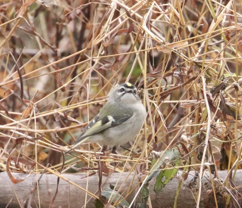 Golden-crowned Kinglet - ML645598716