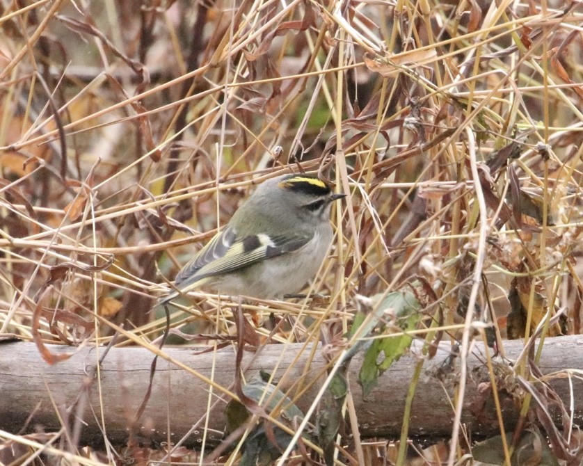 Golden-crowned Kinglet - ML645598717