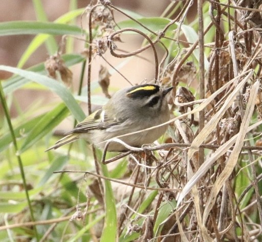 Golden-crowned Kinglet - ML645598718