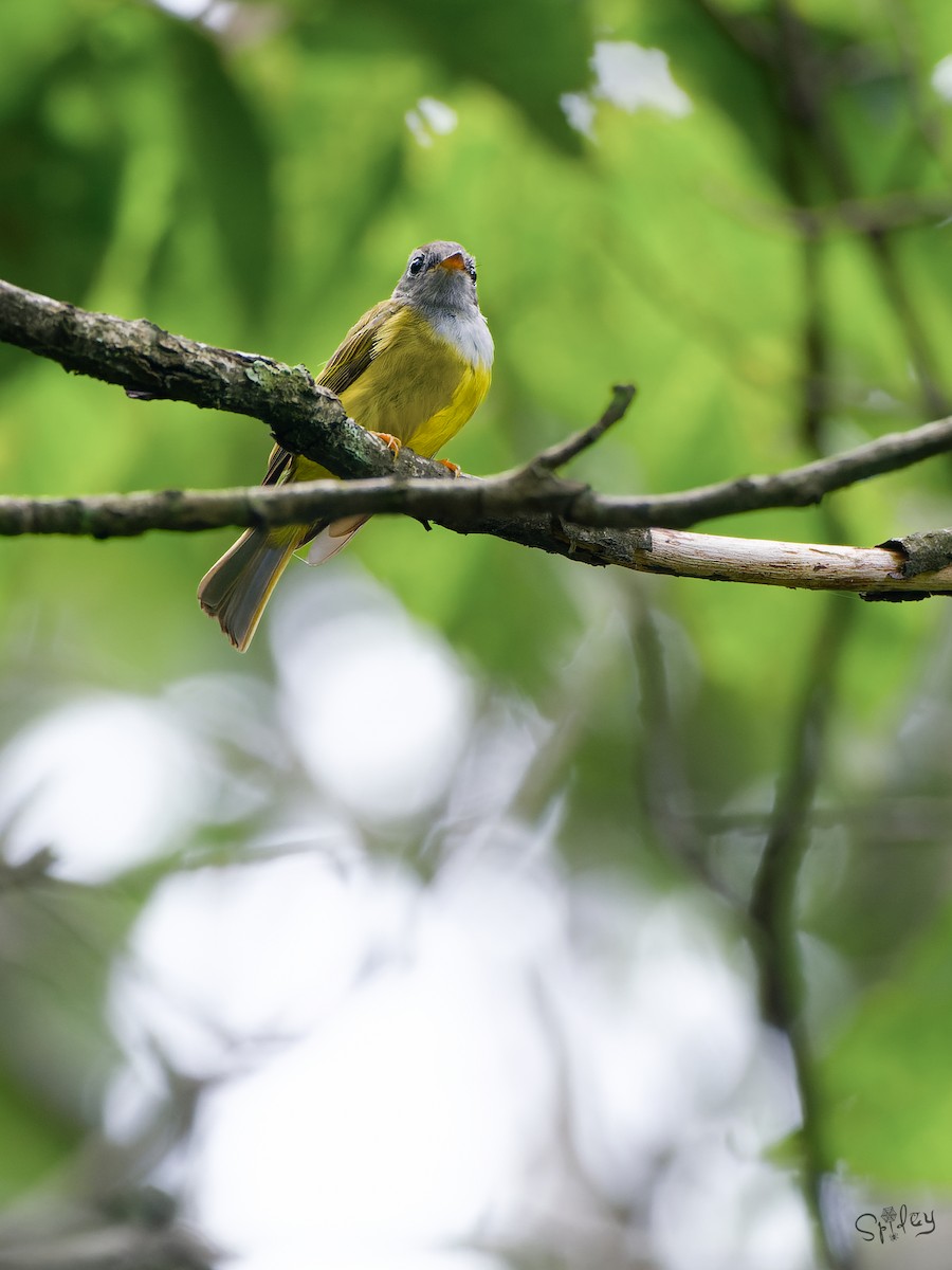 Сероголовая комароловка - ML645598721