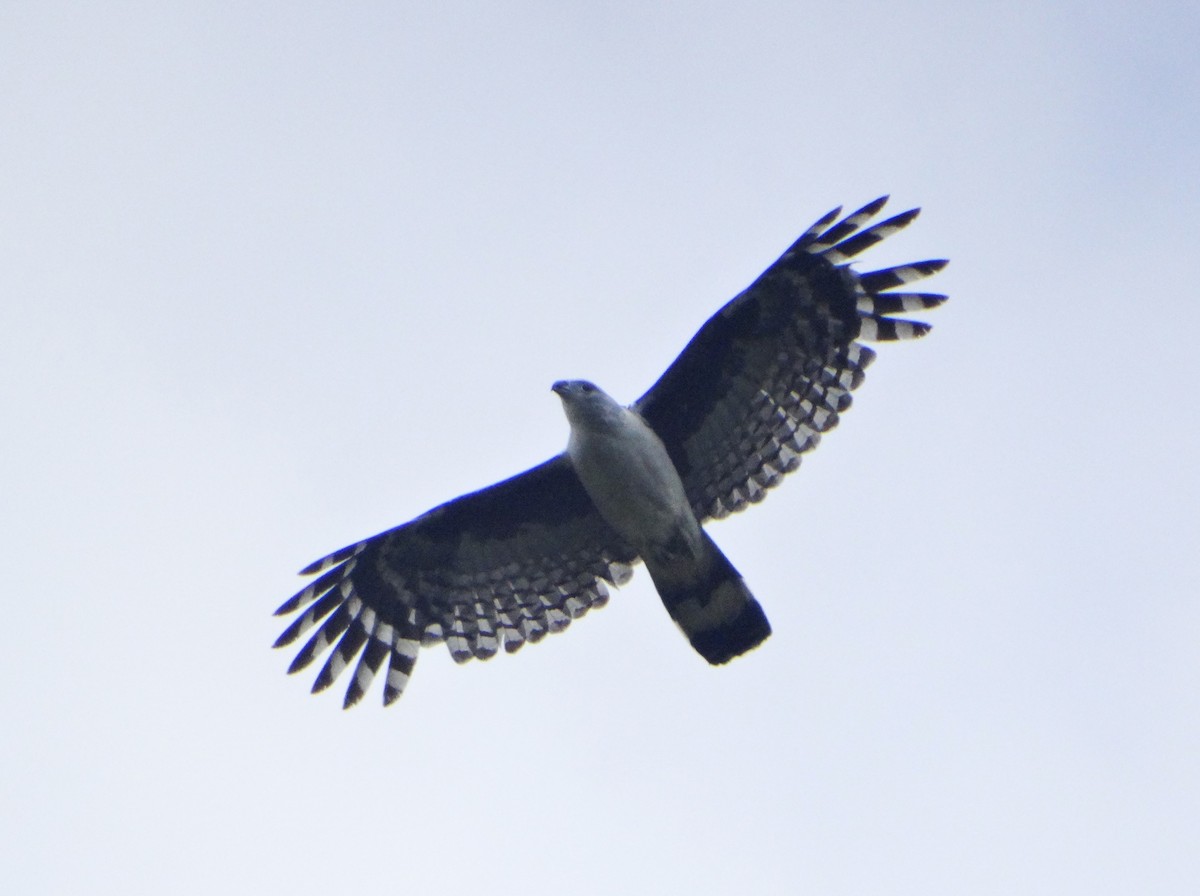 Gray-headed Kite - ML645598722