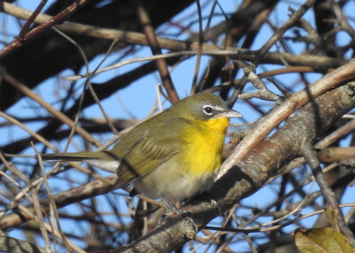 Sarı Göğüslü İkterya - ML645598725