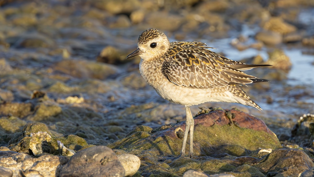 Pacific Golden-Plover - ML645598727