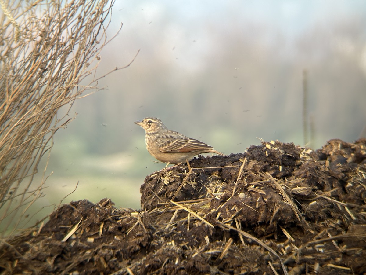 Bengal Bushlark - ML645598744