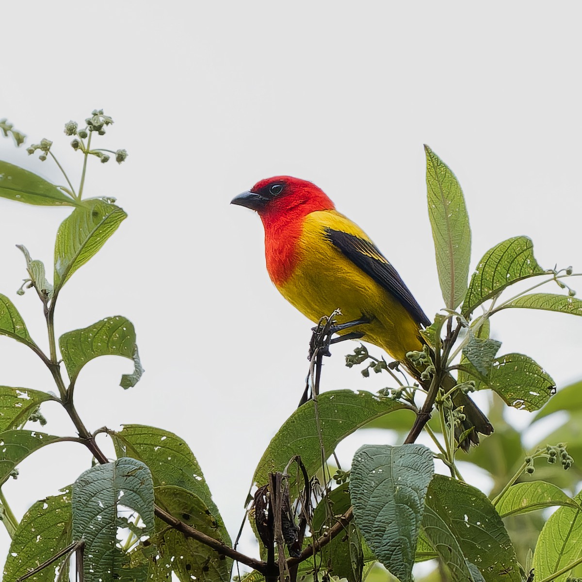 Red-hooded Tanager - ML645598749