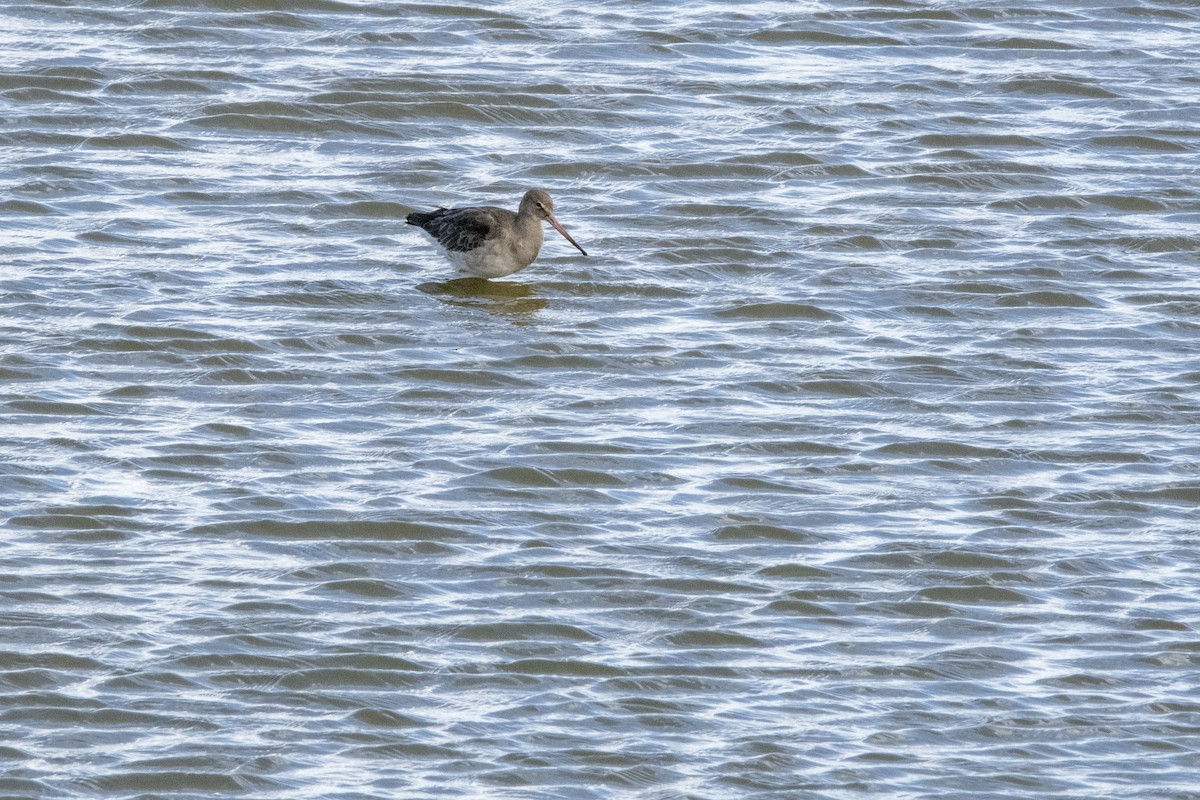 Black-tailed Godwit - ML645598761