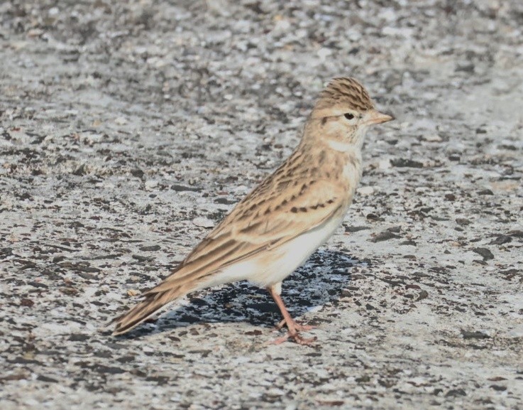 Mongolian Short-toed Lark - ML645598772