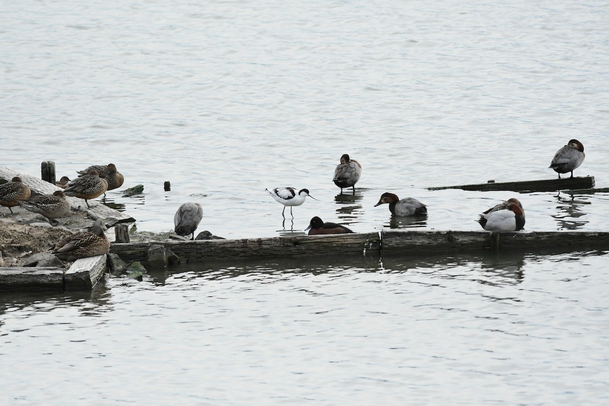 Pied Avocet - ML645598789